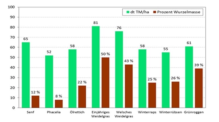 Biomassen verschiedener Zwischenfrüchte (LTZ, Karlsruhe).jpg © LTZ, Karlsruhe