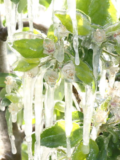 Spätfrost.jpg © A. Brugner/LK Steiermark Spätfrost.jpg © A. Brugner/LK Steiermark