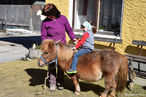 Ferienhof Sturm Pony.jpg