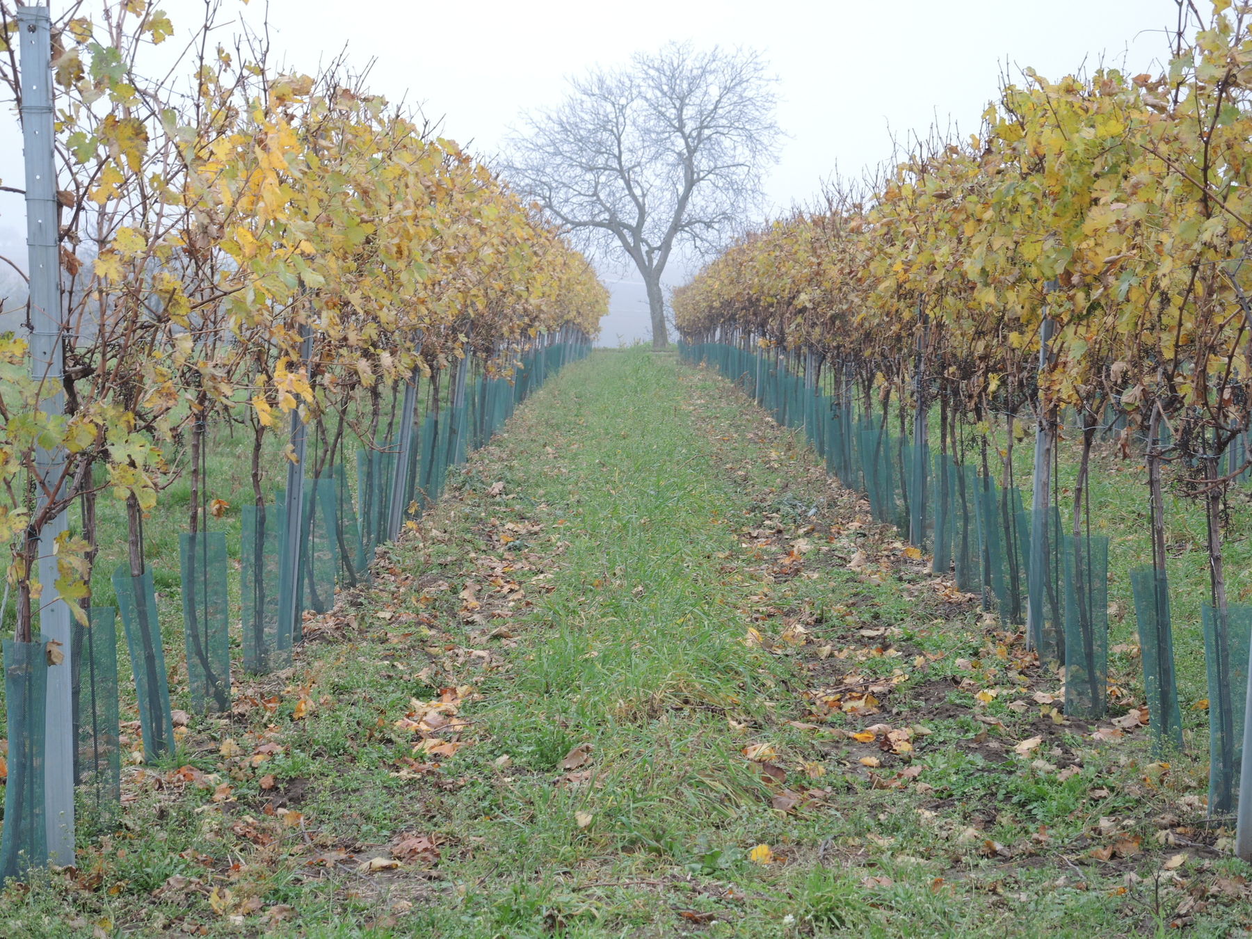 © Andrea Uhl LK NÖ © Andrea Uhl LK NÖ