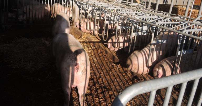 Betrieb Marchhart in Föllim 1.jpg © LK NÖ/ Berger Betrieb Marchhart in Föllim 1.jpg © LK NÖ/ Berger