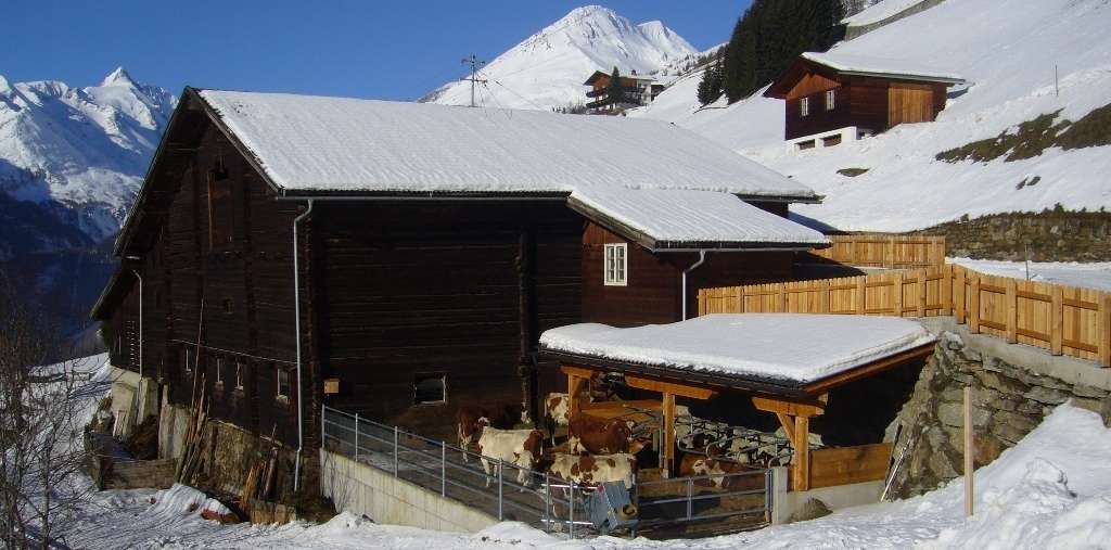 direkter Kontakt mit Außenklima 01_Winterauslauf_KB_3.11.2020.jpg © Steiner direkter Kontakt mit Außenklima 01_Winterauslauf_KB_3.11.2020.jpg © Steiner