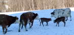 Gruppenweiße Auslaufnutzung 02 Winterauslauf KB 3.11.2020 (1).jpg Gruppenweiße Auslaufnutzung 02 Winterauslauf KB 3.11.2020 (1).jpg