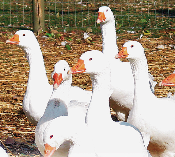 Gänse.png © Standl Gänse.png © Standl