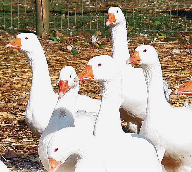 Gänse.png © Standl Gänse.png © Standl