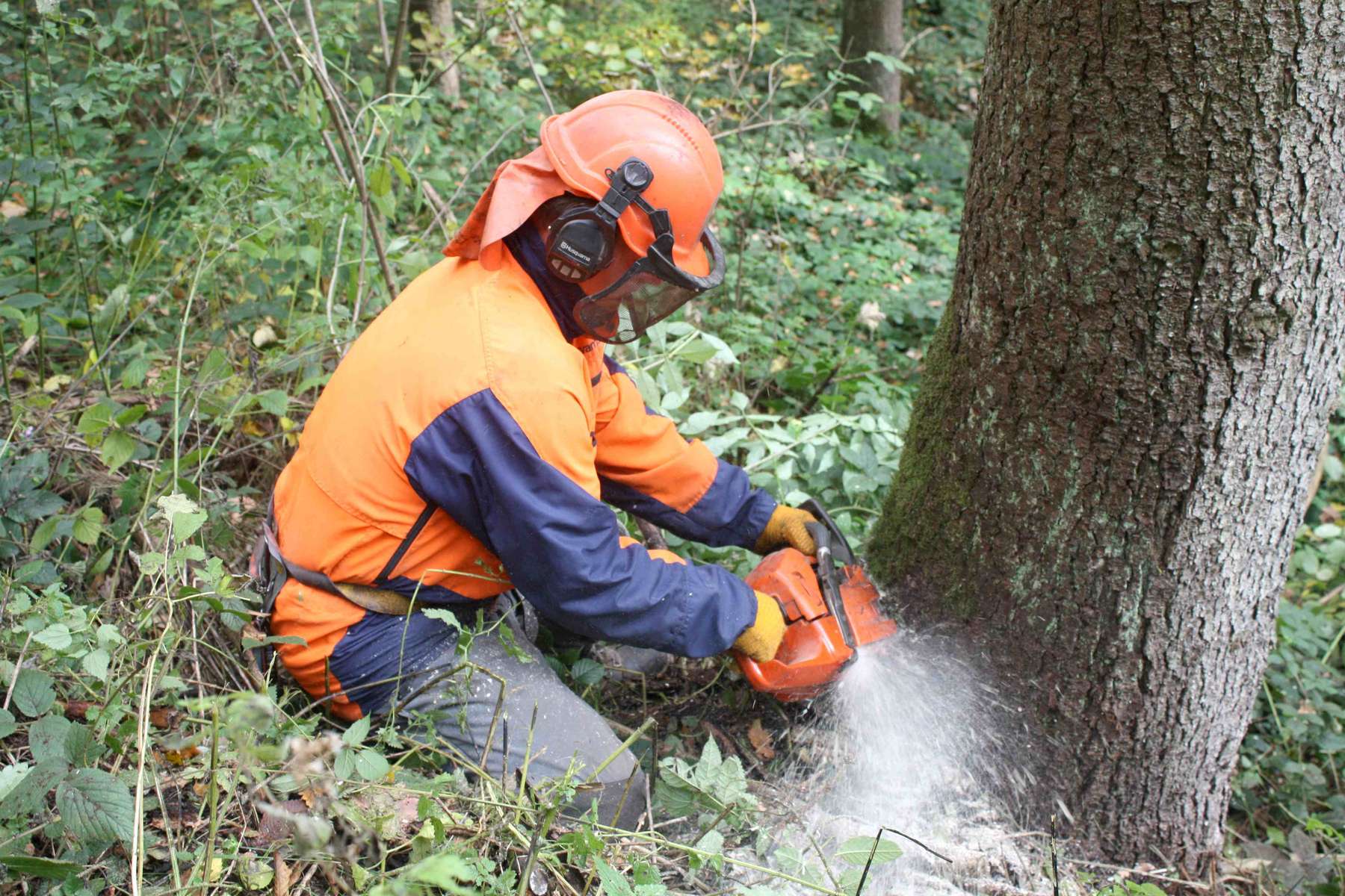 Schutzausrüstung und korrekte Schnitttechnik gewährleisten eine sichere Waldarbeit..jpg