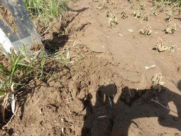 Starke Verschlämmung durch Mulchbedeckung.jpg © Willi Peszt/LK Bgld