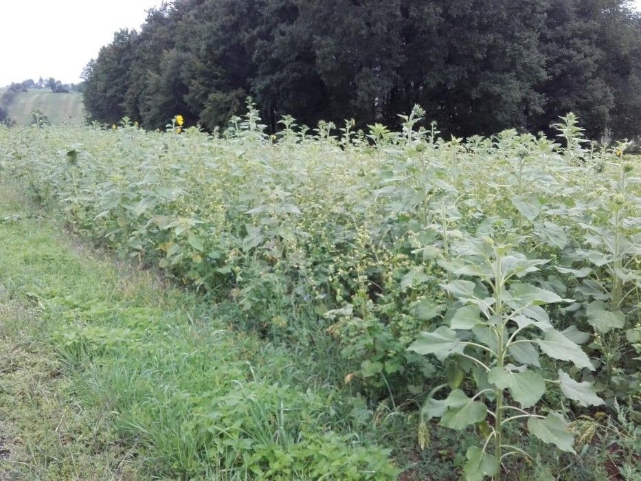 Vielfältige Zwischenfruchtmischung im Herbst.jpg