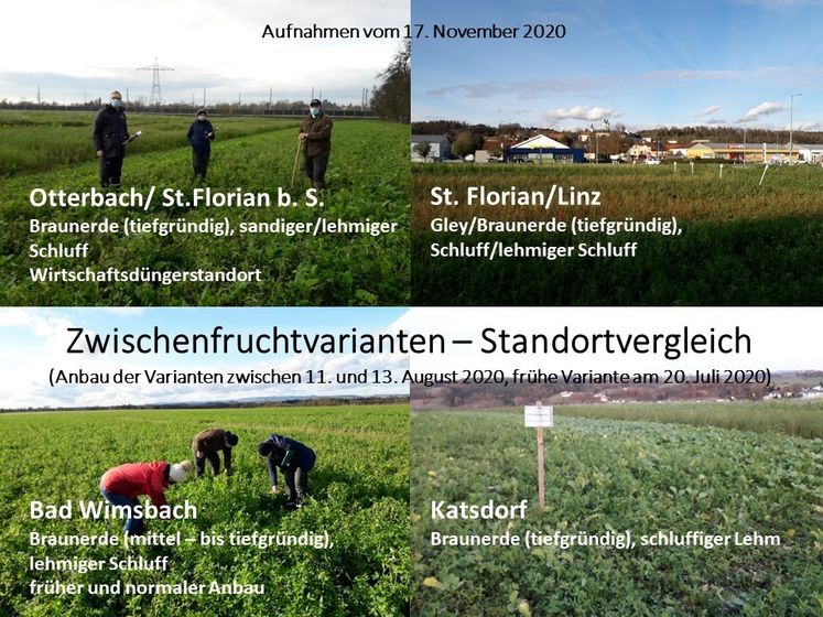 Zwischenfruchtvarianten - Standortvergleich