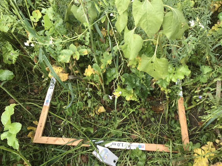 Bonitur der Begrünungen auf den Standorten der EIP AGRI Betriebe "Mulchsaaten und Hacktechniken" in Oberösterreich