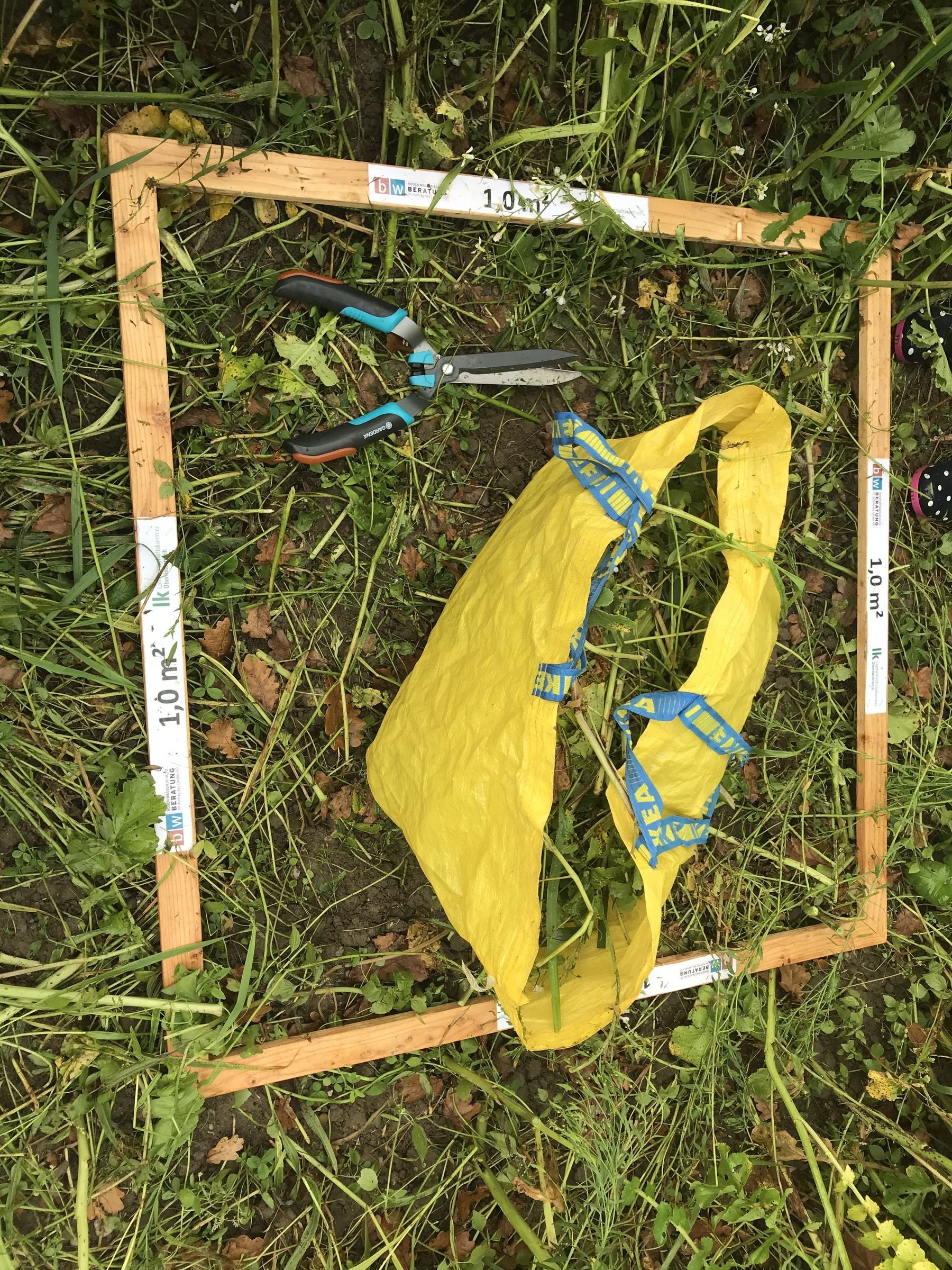 Erhebung der Biomasse mit Quadratmeterrahmen © BWSB Erhebung der Biomasse mit Quadratmeterrahmen © BWSB