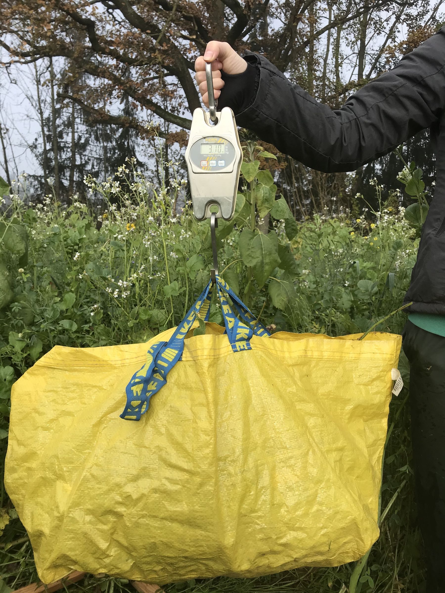 Erhebung der Frischmasse mit einer Feldwaage © BWSB Erhebung der Frischmasse mit einer Feldwaage © BWSB