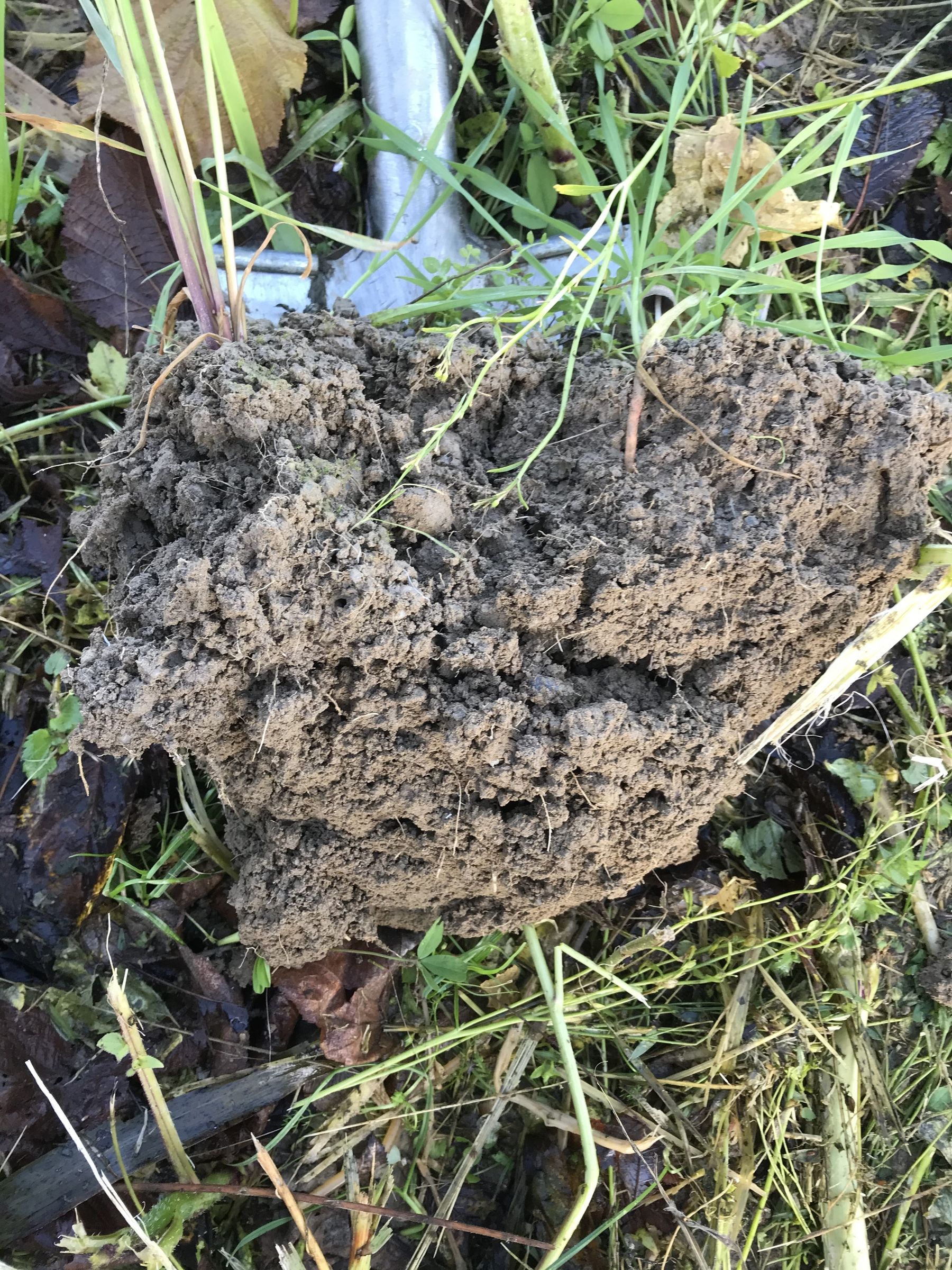 Gute Krümelstruktur bei Begrünungen © BWSB Gute Krümelstruktur bei Begrünungen © BWSB