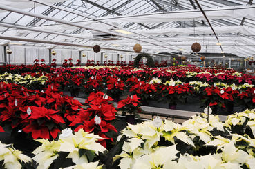Weihnachtssterne_01.jpg © LK/Dürnberger