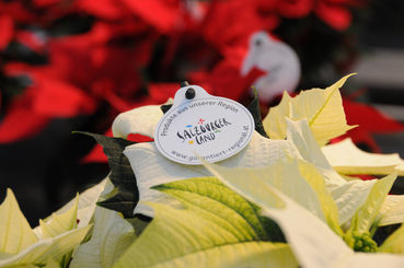 Weihnachtssterne_02.jpg © LK/Dürnberger