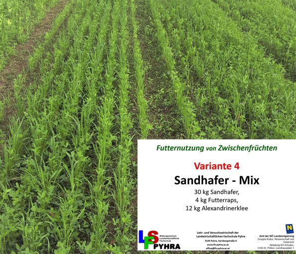 Sandhafermix.jpg © LFS Sandhafermix.jpg © LFS