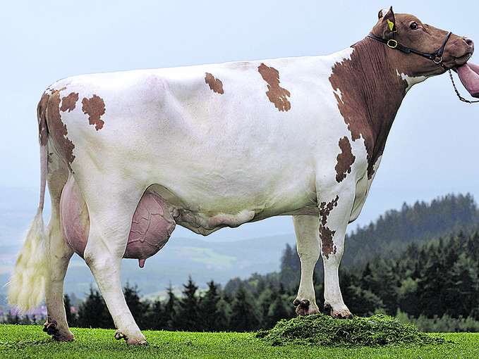 AT 699.547.372  Erle-Morror - Schirnhofer, Stambach.jpg © Schirnhofer