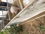 Mindestens 1,5 Meter hohe Mauern und geschlossene Holz- oder Kunststoffwände gelten als wildschweinesicher. Mit einer solchen Auslaufwand ist kein zusätzlicher Zaun notwendig. © Beratungsteam Schweinehaltung/LK Niederösterreich