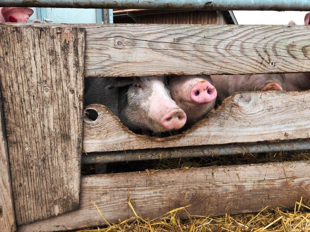 Diese Auslaufbegrenzung verhindert nicht den direkten Rüsselkontakt zwischen Haus- und Wildschweinen. Deshalb ist zusätzlich ein Zaun im Abstand von zumindest einem Meter zum Auslauf notwendig. © Beratungsteam Schweinehaltung/LK Niederösterreich