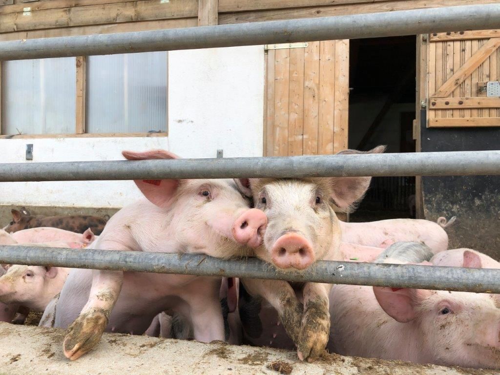 Die innere Auslaufabgrenzung muss ein Entweichen der Hausschweine verhindern. Deren Gestaltung hängt demnach von der gehaltenen Tierkategorie ab. © Beratungsteam Schweinehaltung/LK Niederösterreich