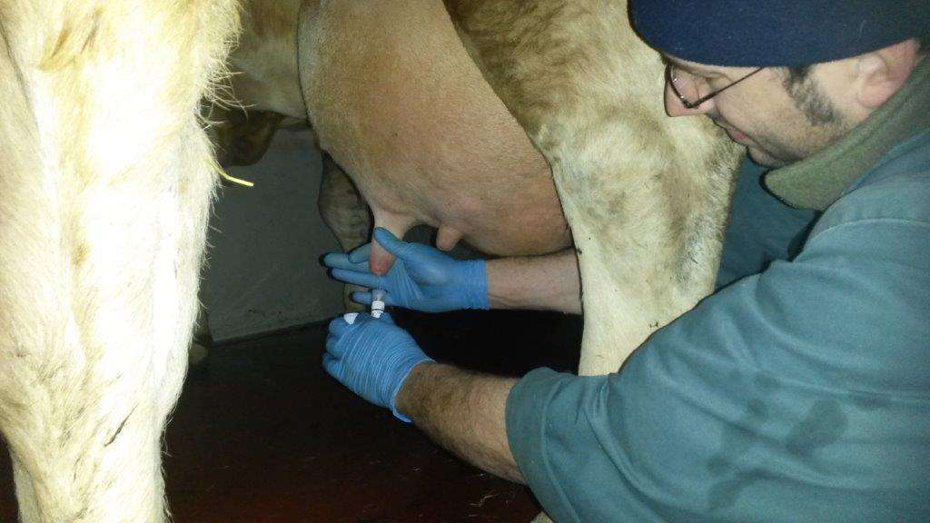 Tierarzt entnimmt Milchprobe.jpg © RomanaSchneider/LK Niederösterreich