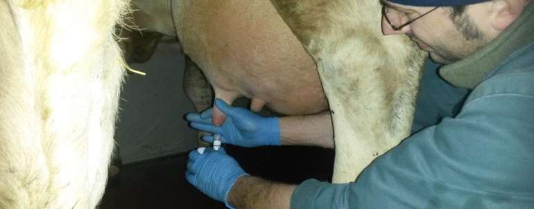 Tierarzt entnimmt Milchprobe.jpg