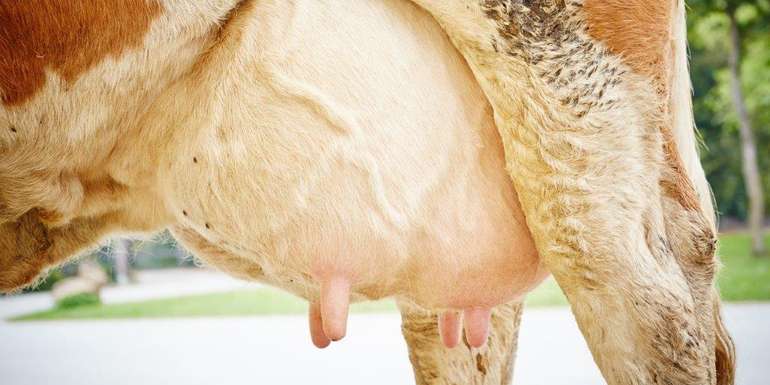 Euter.jpg © Franz Gleiß/LK Niederösterreich