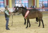 Arge Noriker Bundeschampionat in Stadl-Paura.jpg © LPZV Salzburg