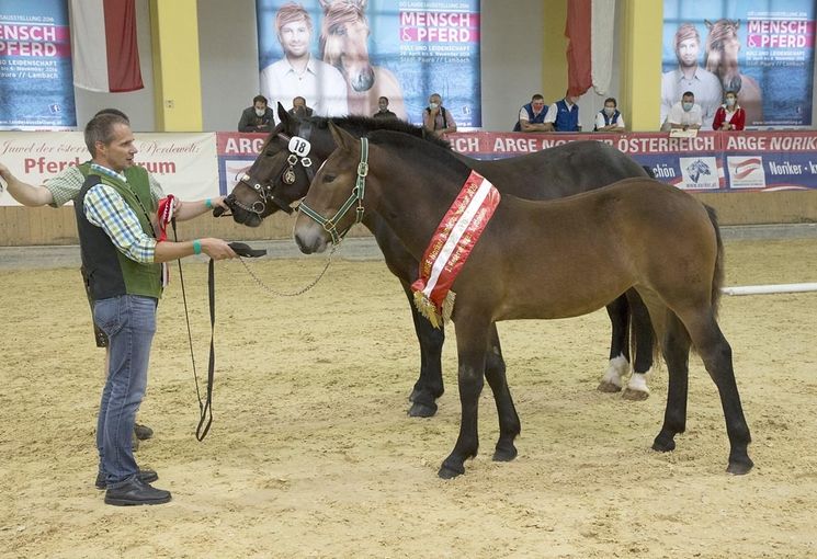 Arge Noriker Bundeschampionat in Stadl-Paura.jpg © LPZV Salzburg Arge Noriker Bundeschampionat in Stadl-Paura.jpg © LPZV Salzburg