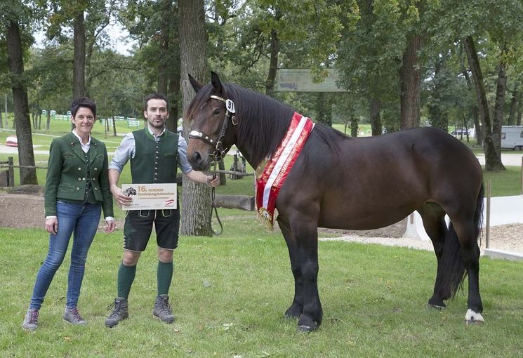 Arge Noriker Bundeschampionat in Stadl-Paura.jpg