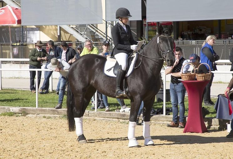 Arge Noriker Bundeschampionat in Stadl-Paura.jpg