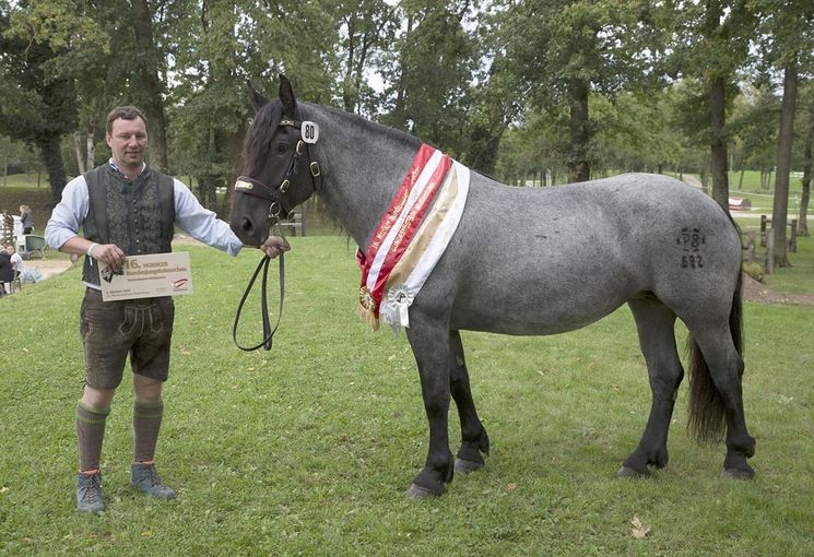 Arge Noriker Bundeschampionat in Stadl-Paura.jpg