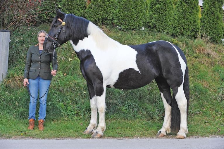 Noriker Stutubuchaufnahme.jpg © Wurm, Kaswurm, privat