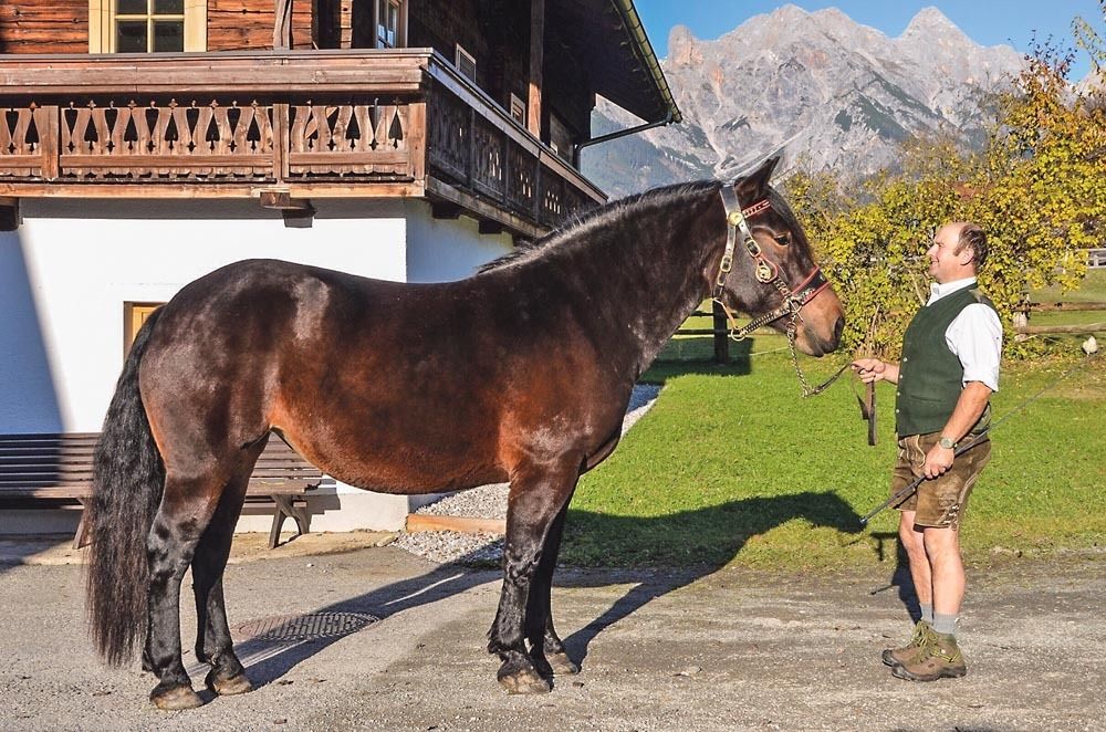Noriker Stutubuchaufnahme.jpg © Wurm, Kaswurm, privat Noriker Stutubuchaufnahme.jpg © Wurm, Kaswurm, privat