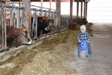 Florian und Anita Beiglböck aus Hochneukirchen planten einen mehrhäusigen Flachstall für Mutterkühe mit Nachzucht & Rindermast mit einem LK Bauberater. © Paula Pöchlauer-Kozel/LK Niederösterreich