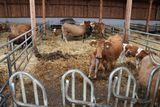 © Paula Pöchlauer-Kozel/LK Niederösterreich © Paula Pöchlauer-Kozel/LK Niederösterreich