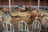 Florian und Anita Beiglböck aus Hochneukirchen planten einen mehrhäusigen Flachstall für Mutterkühe mit Nachzucht & Rindermast mit einem LK Bauberater. © Paula Pöchlauer-Kozel/LK Niederösterreich