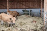 Florian und Anita Beiglböck aus Hochneukirchen planten einen mehrhäusigen Flachstall für Mutterkühe mit Nachzucht & Rindermast mit einem LK Bauberater. © Paula Pöchlauer-Kozel/LK Niederösterreich