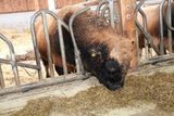 Florian und Anita Beiglböck aus Hochneukirchen planten einen mehrhäusigen Flachstall für Mutterkühe mit Nachzucht & Rindermast mit einem LK Bauberater. © Paula Pöchlauer-Kozel/LK Niederösterreich