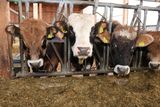 © Paula Pöchlauer-Kozel/LK Niederösterreich © Paula Pöchlauer-Kozel/LK Niederösterreich