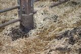 Florian und Anita Beiglböck aus Hochneukirchen planten einen mehrhäusigen Flachstall für Mutterkühe mit Nachzucht & Rindermast mit einem LK Bauberater. © Paula Pöchlauer-Kozel/LK Niederösterreich