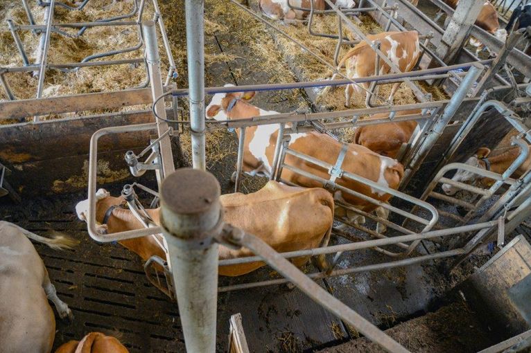 Feed First System: beim Rückweg vom abgetrennten Fressplatz zum Liegeplatz steuern Selektionstore, ob die Kuh zum Roboter oder in den Liegebereich geleitet wird. © Josef Rechberger/LK Niederösterreich