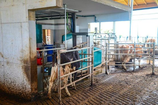 Spaltenboden am Warteplatz; Abweisbügel beim Eingang zum Roboter schützen die Kuh, ein verlängerter Ausgang nach dem Roboter verhindert einen Stau beim Ausgang. © Josef Rechberger/LK Niederösterreich