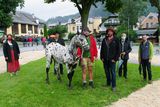 Norikerpreise  weiter auf Bergfahrt – Versteigerungen Noriker.jpg © Lanschützer