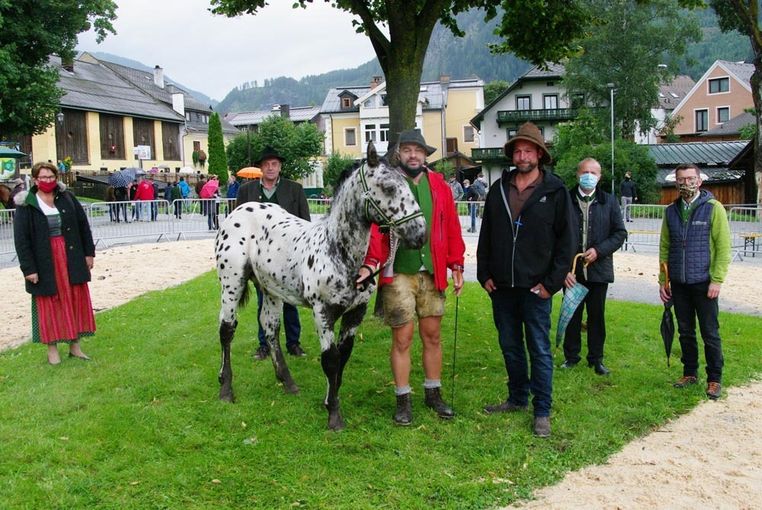 Norikerpreise  weiter auf Bergfahrt – Versteigerungen Noriker.jpg © Lanschützer Norikerpreise  weiter auf Bergfahrt – Versteigerungen Noriker.jpg © Lanschützer