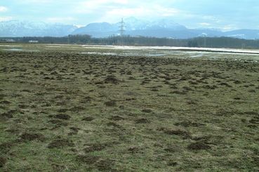 Plagegeister am Feld erfolgreich loswerden.jpg © Dürnberger Plagegeister am Feld erfolgreich loswerden.jpg © Dürnberger