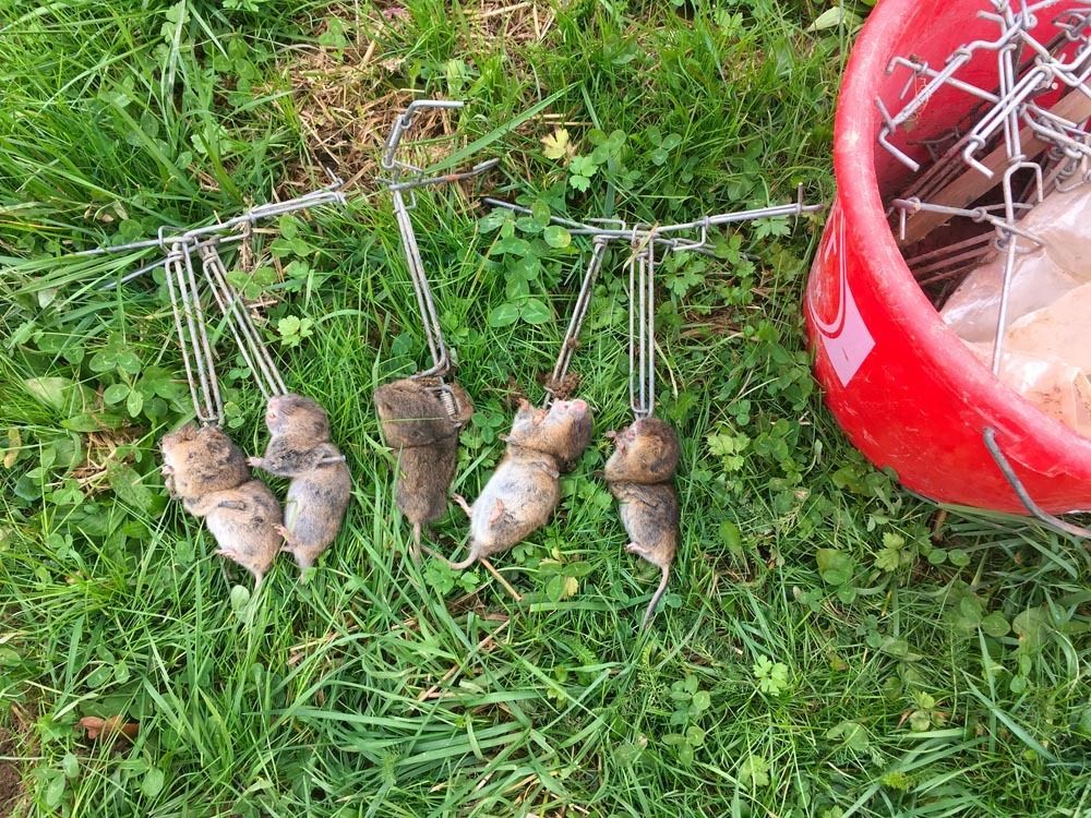 Plagegeister am Feld erfolgreich loswerden.jpg