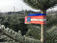 Christbaumschleife.png © Mooslechner