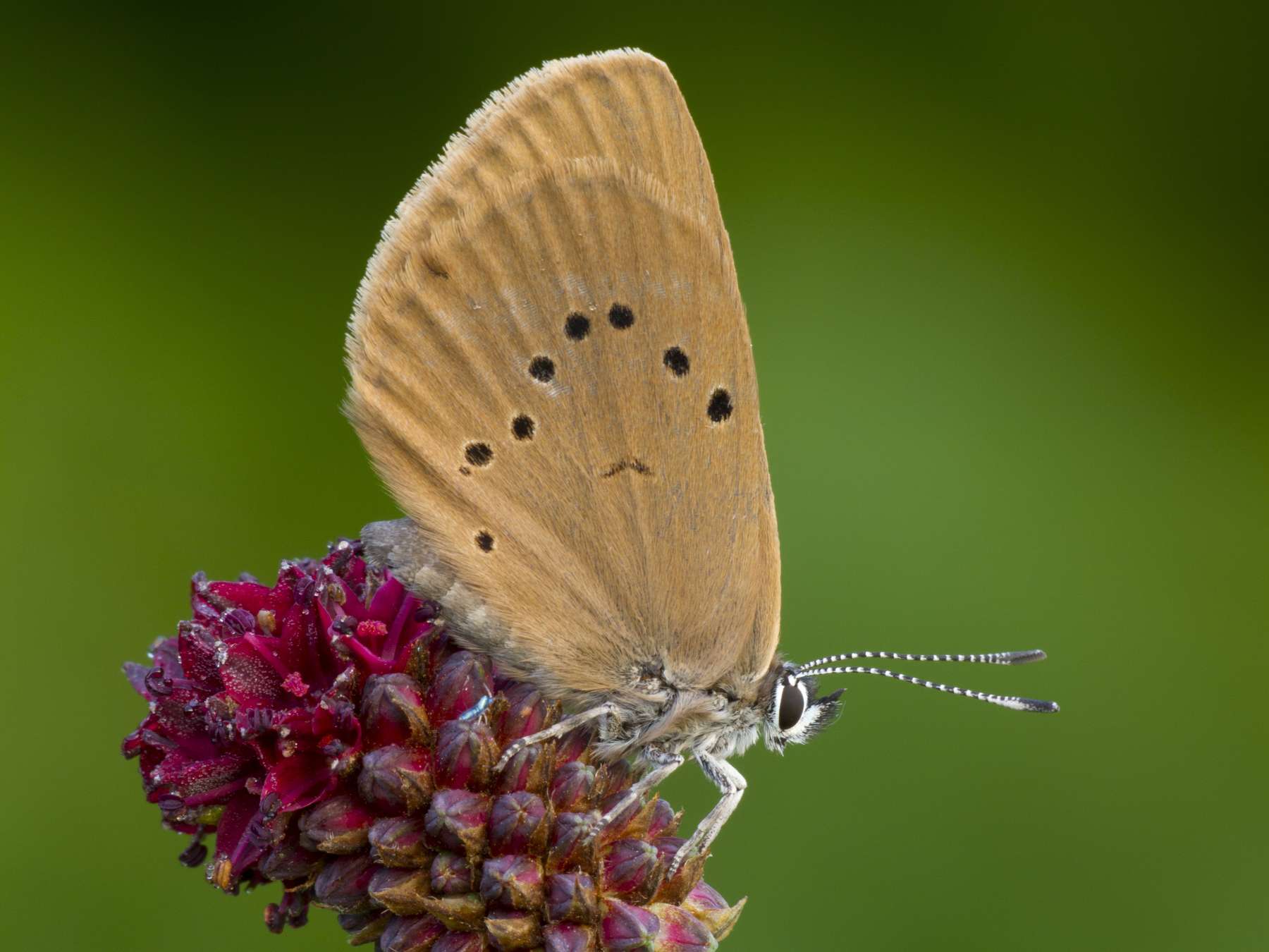 AdobeStock_169201161_Dunkler Wiesenknopf Ameisenbläuling.jpg © AdobeStock/Finanzfoto AdobeStock_169201161_Dunkler Wiesenknopf Ameisenbläuling.jpg © AdobeStock/Finanzfoto