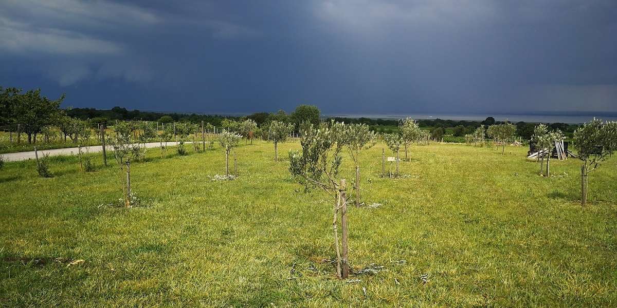 OLIVIA-Slider-Birnheid-1.jpg © Günther u. Haider-LK-Burgenland OLIVIA-Slider-Birnheid-1.jpg © Günther u. Haider-LK-Burgenland